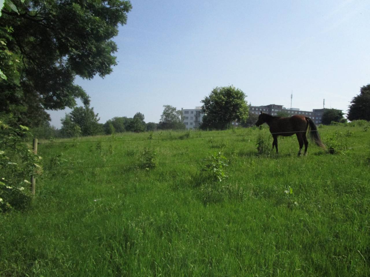 Prairie à louer de 84 ares à La Louvière