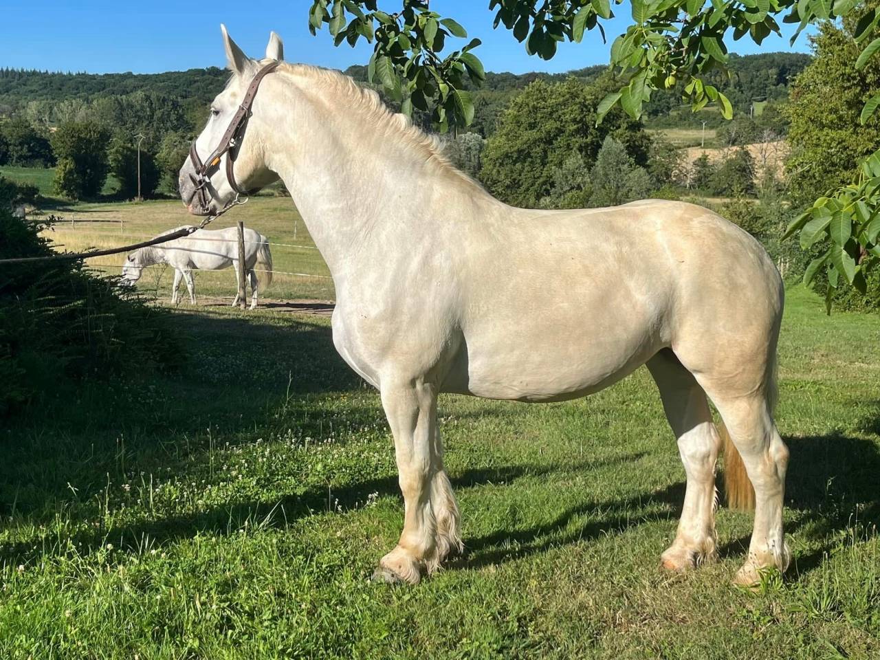 Magnifique jument boulonnais 