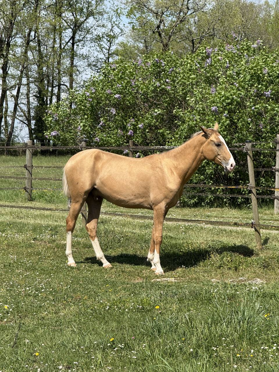 akhal-téké Pur Sang à vendre