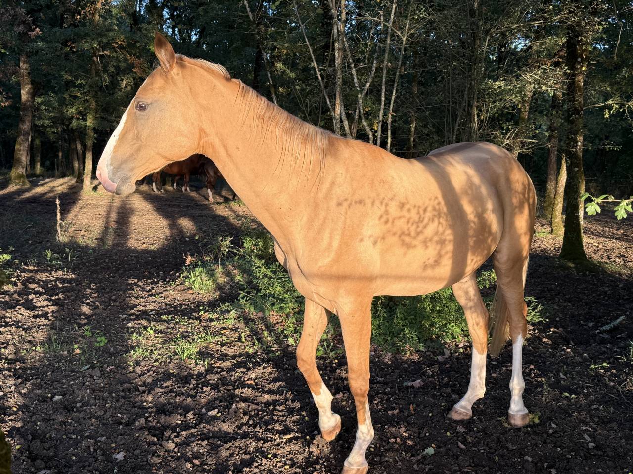 akhal-téké Pur Sang à vendre