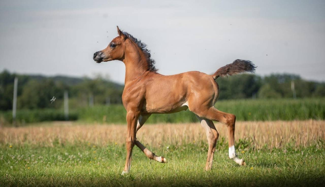 Poulain