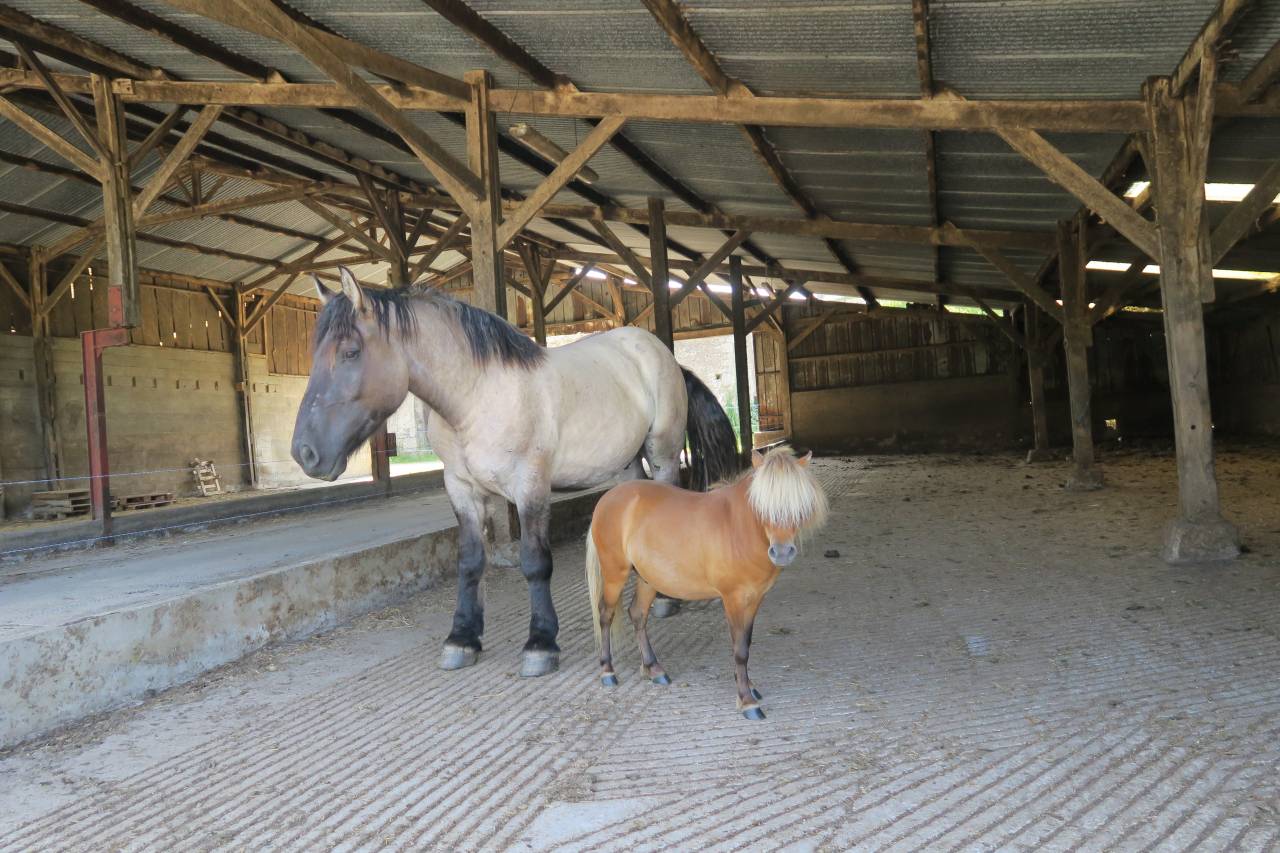 Pension chevaux et poneys - Vie et pâturage (Apremont - 85220)
