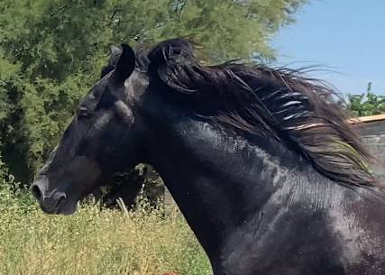 Cheval ibérique 