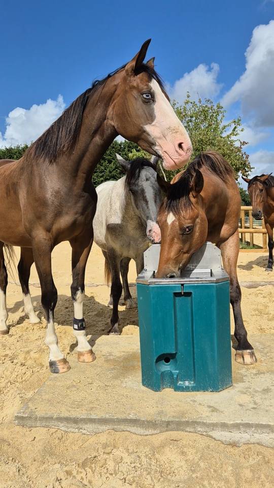 Pension en écurie active - Le Havre d'Océane - Villiers-Charlemagne