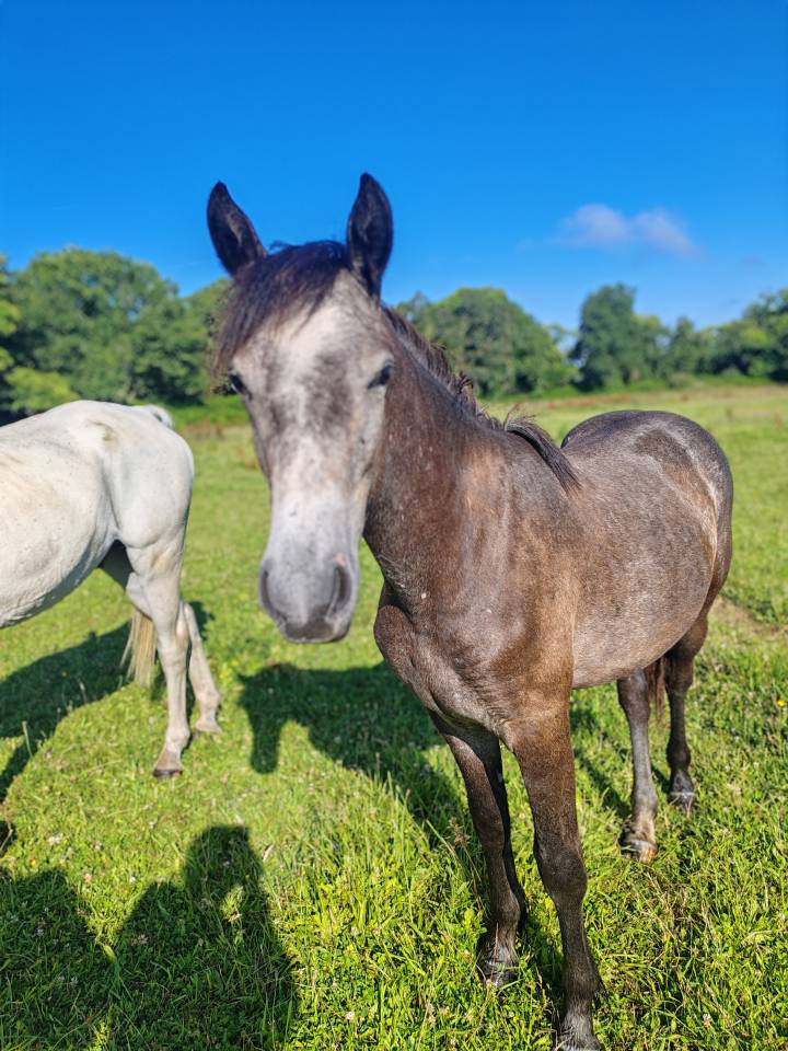 Poney loisirs 1 an
