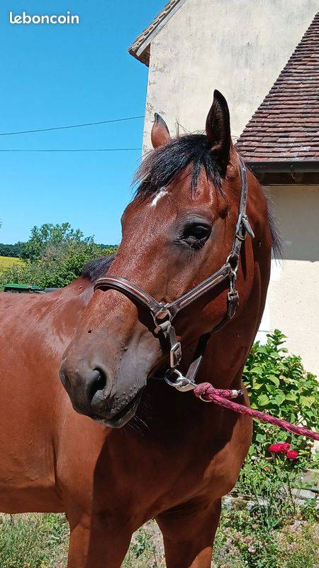 VEND CHEVAL SELLE FRANCAIS POUR BALLADES
