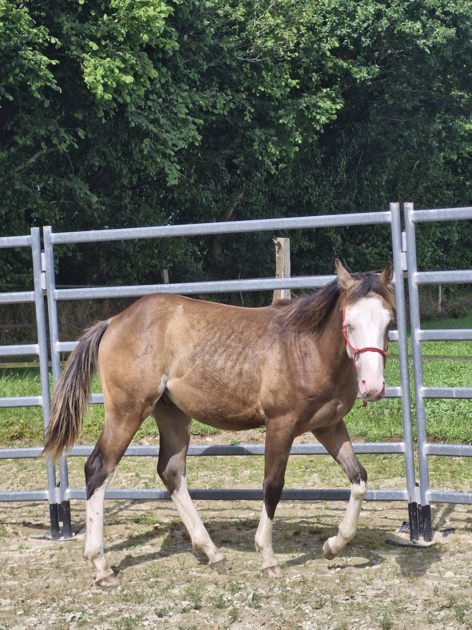 Male paint horse