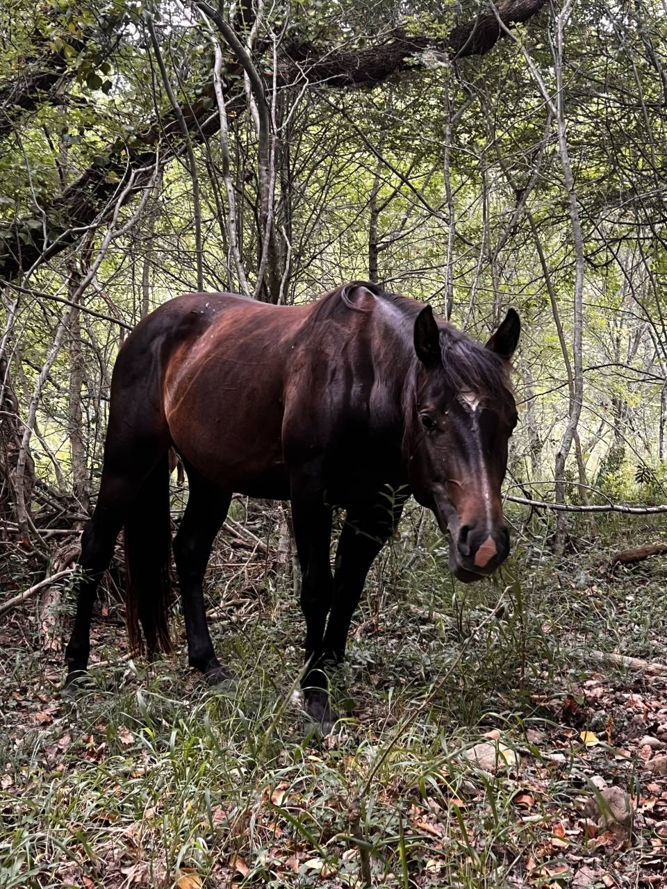 Black Diamond Lynx QH 2023