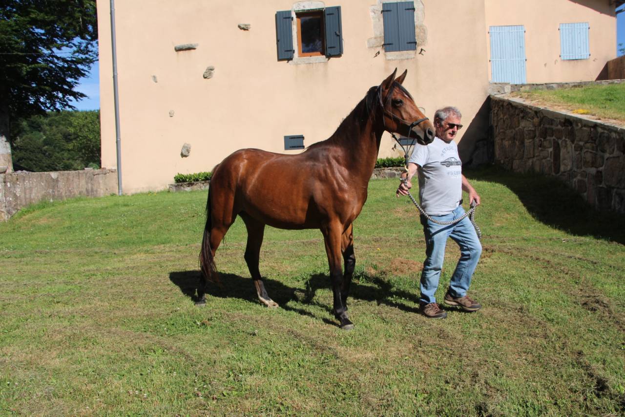 QUARTER HORSE