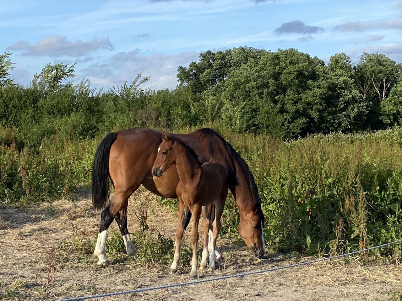 À vendre Foal SF bai  origines CSO olympiques