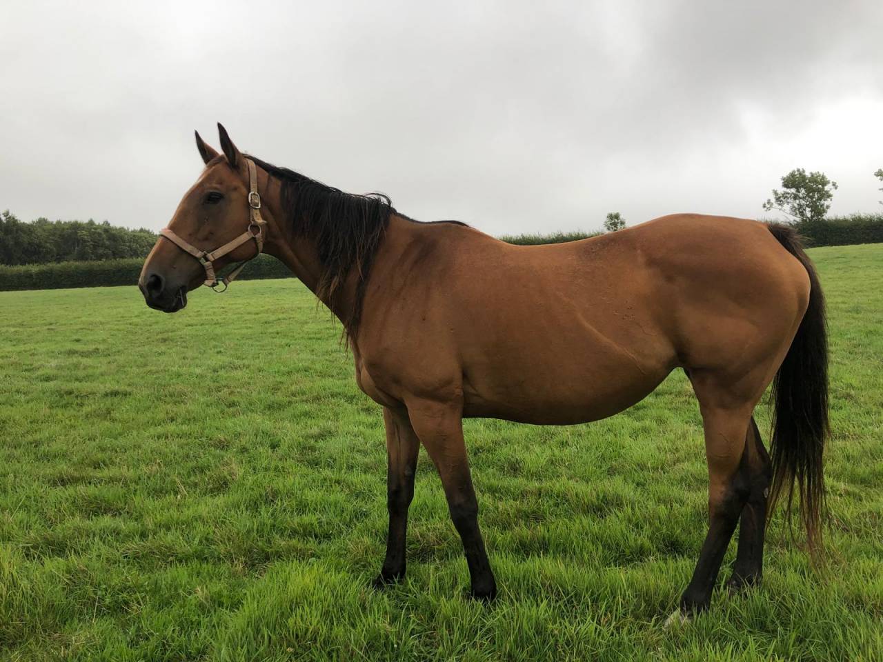  Jument pur-sang baie 14 ans - à vendre 