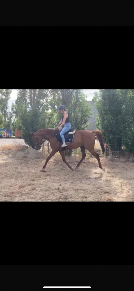 Cheval hongre pur sang arabe 