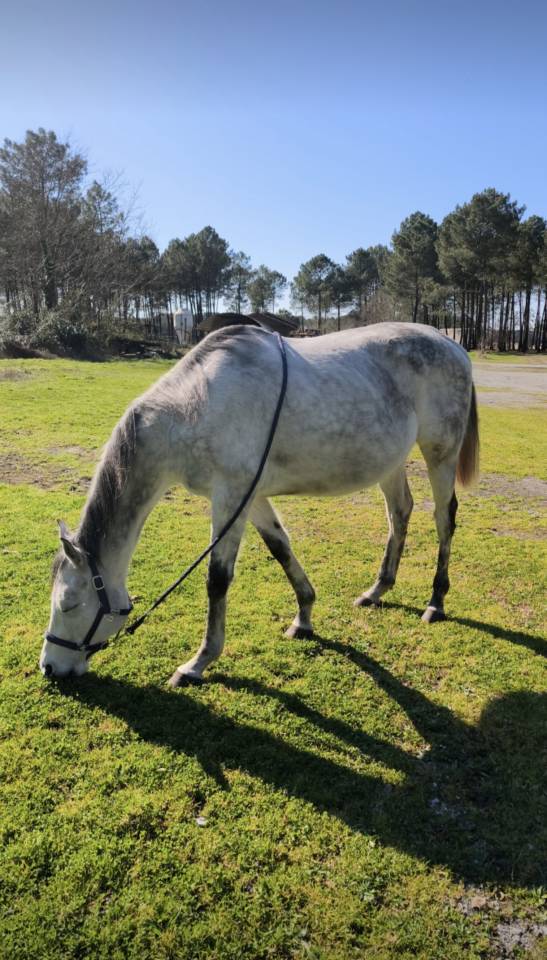Pur-sang Hongre de 7ans 