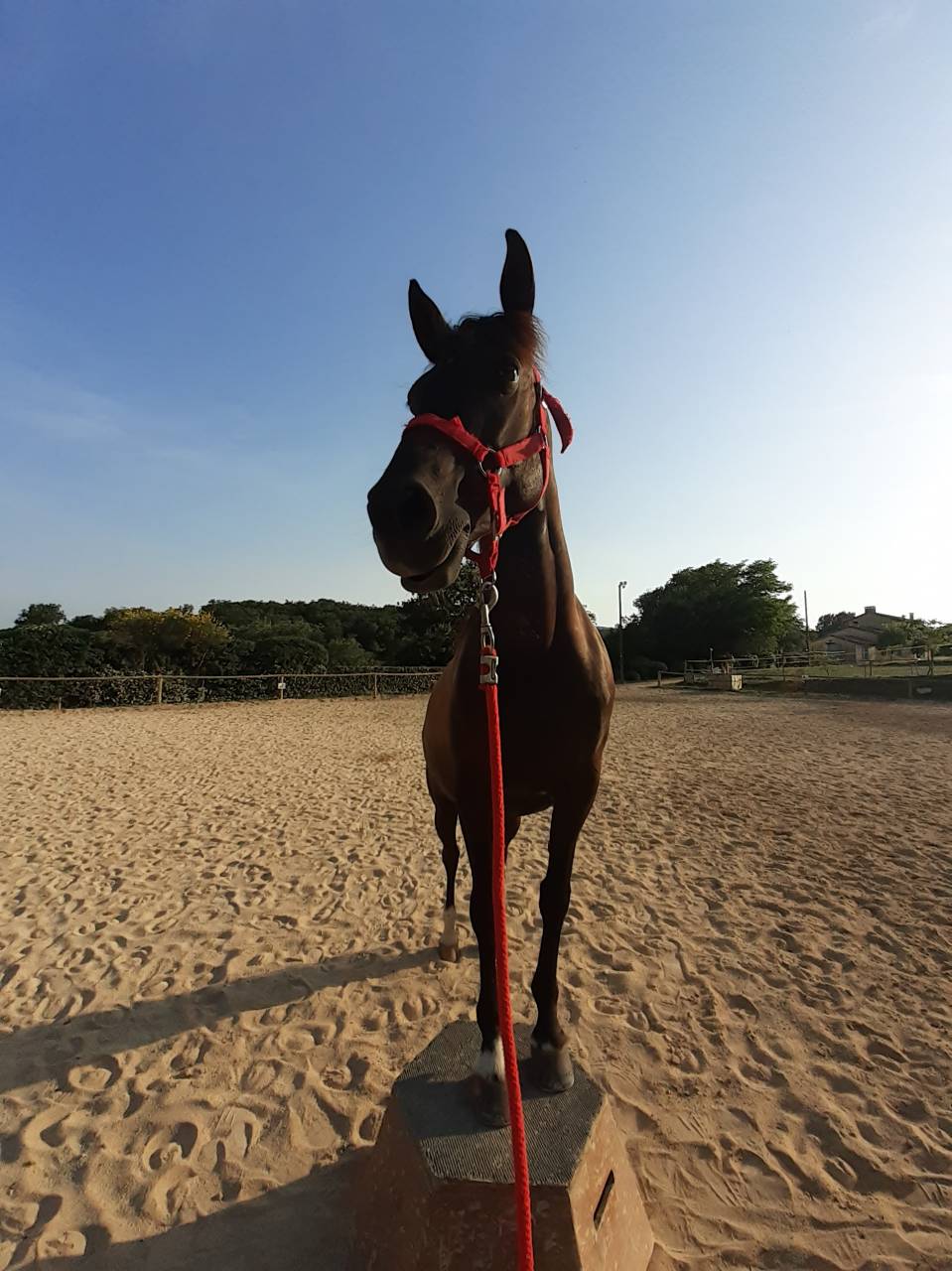 Jument à vendre !! Pour cso et cce
