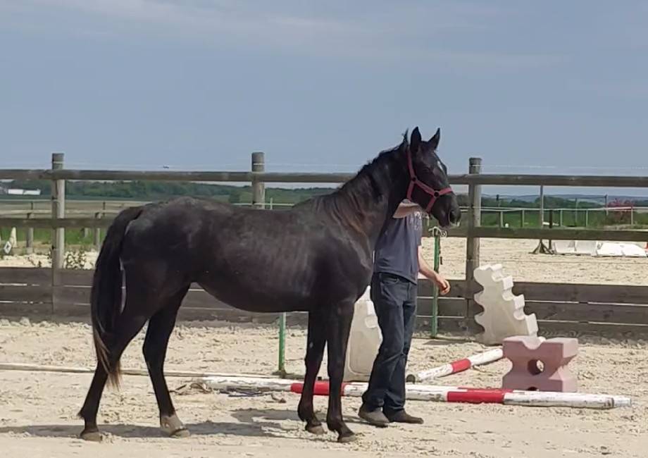Pouliche 2 ans, croisement rare