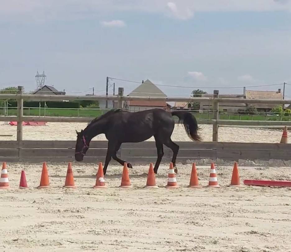 Pouliche 2 ans, croisement rare