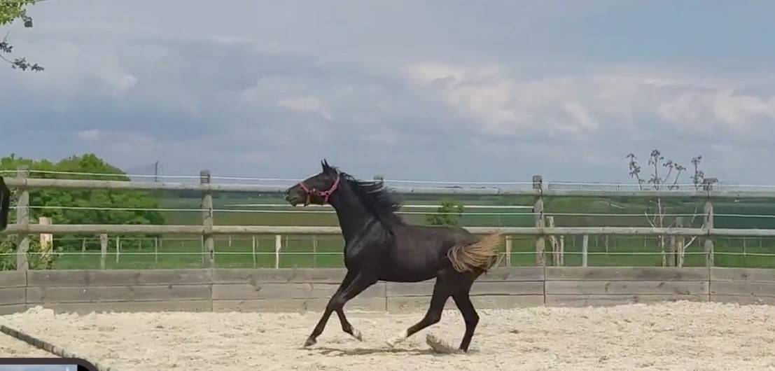 Pouliche 2 ans par Qlassic BM