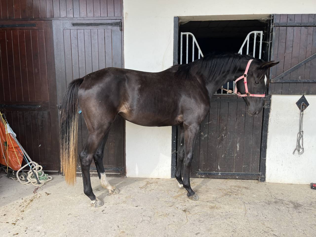 Pouliche 2 ans par Qlassic BM