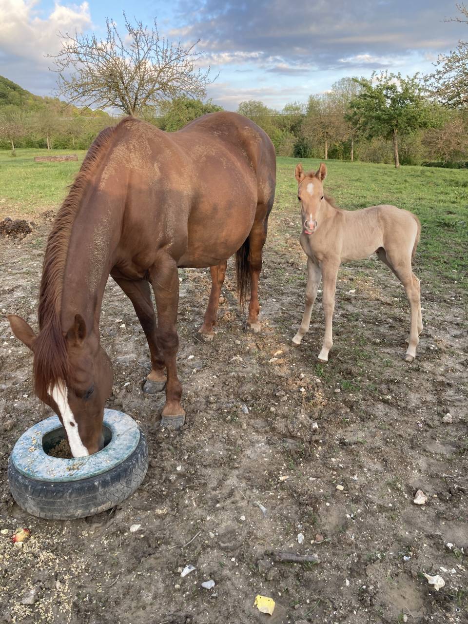 Jument Quarter Horse