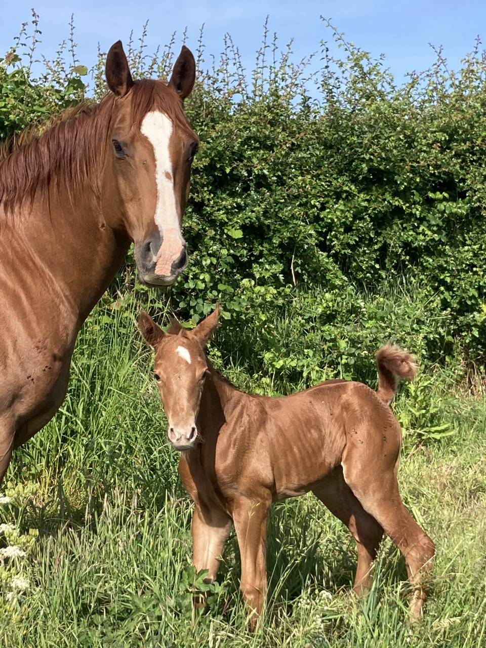Jument Quarter Horse
