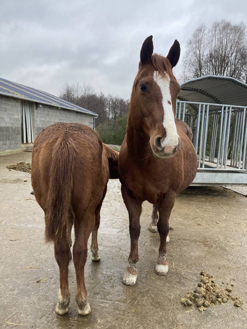 Jument Quarter Horse