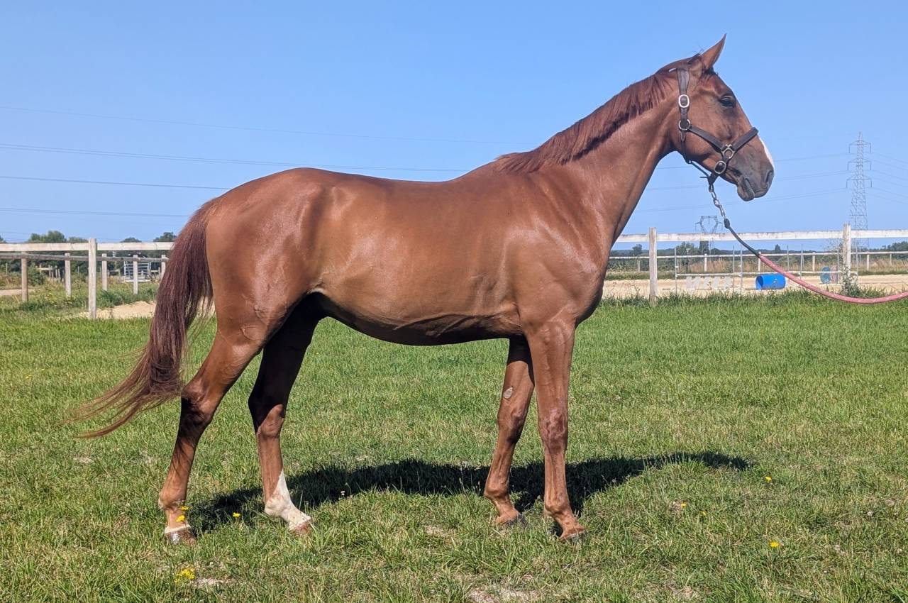 Gentil 4 ans idéal amateur CSO CCE