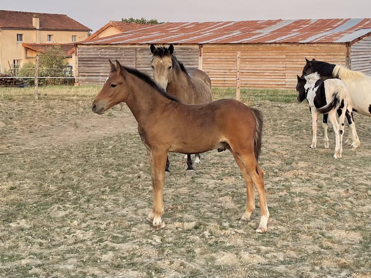 Poney - Foal - OC - mâle 