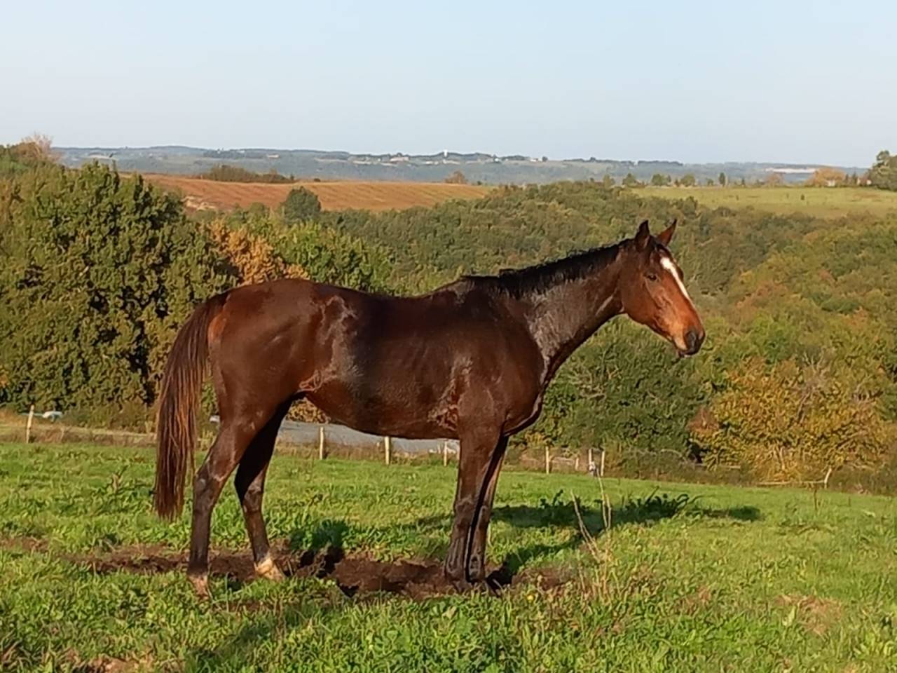 Super cheval de loisir 10 ans