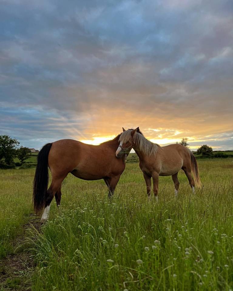 Pension pr&eacute;/retraite/ reproduction /insemination Allier