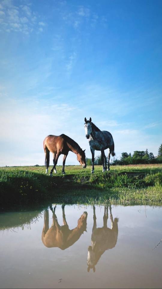 Pension pr&eacute;/retraite/ reproduction /insemination Allier