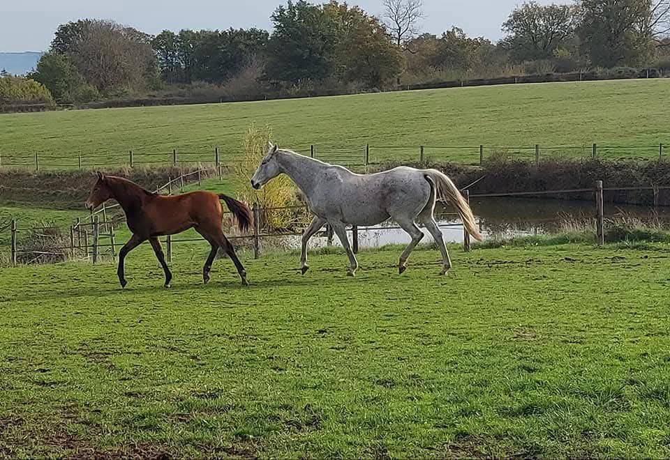 Pension pr&eacute;/retraite/ reproduction /insemination Allier