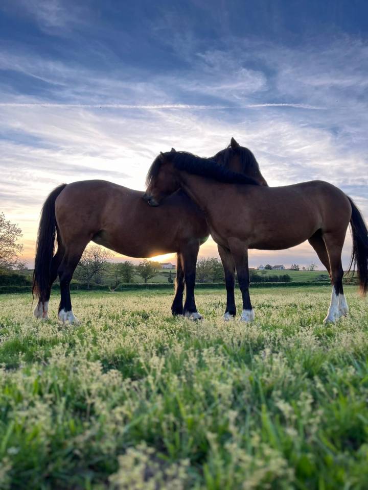 Pension pr&eacute;/retraite/ reproduction /insemination Allier