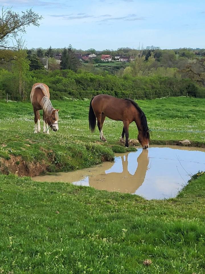 Pension pr&eacute;/retraite/ reproduction /insemination Allier