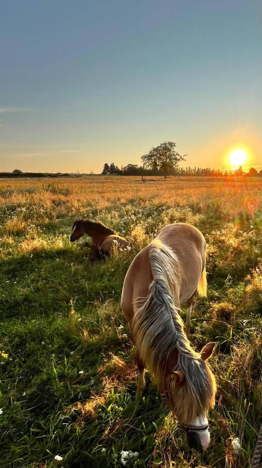 Pension pr&eacute;/retraite/ reproduction /insemination Allier