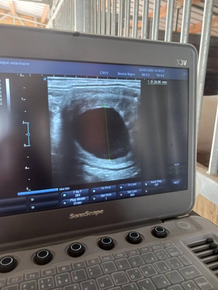 Pension pr&eacute;/retraite/ reproduction /insemination Allier