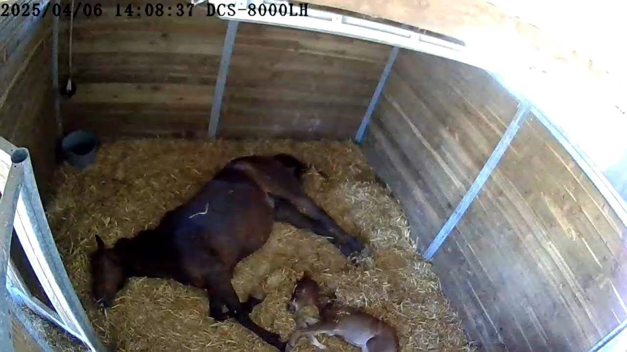 Pension pr&eacute;/retraite/ reproduction /insemination Allier