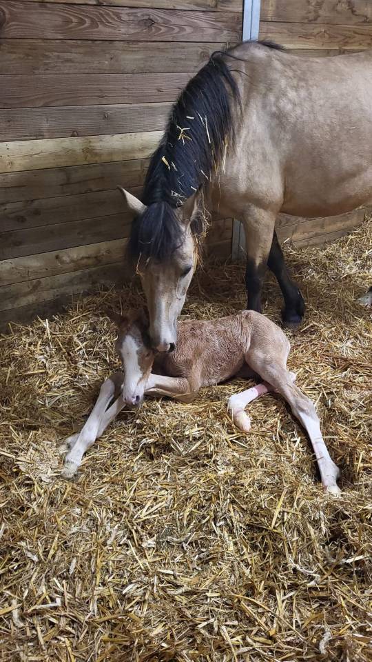 Pension pr&eacute;/retraite/ reproduction /insemination Allier