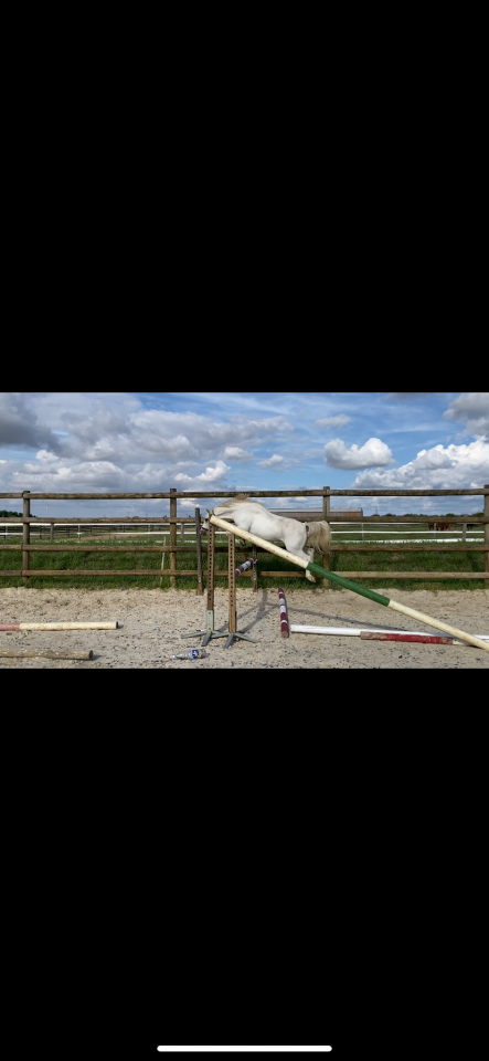 Poney welsh maître d’ecole