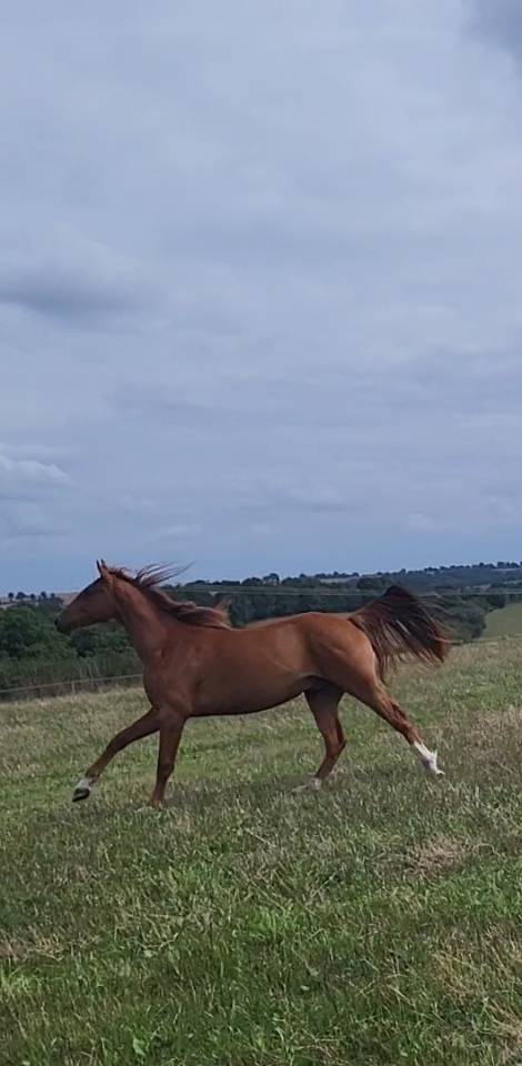 HONGRE SELLE FRANCAIS ALEZAN 2 ANS