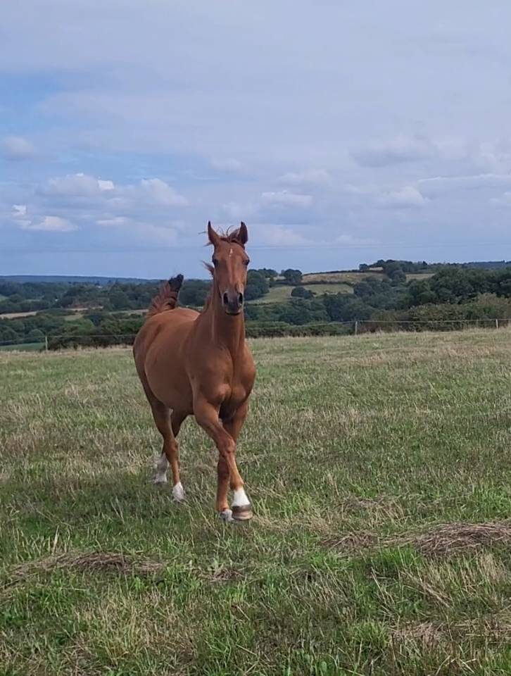 HONGRE SELLE FRANCAIS ALEZAN 2 ANS