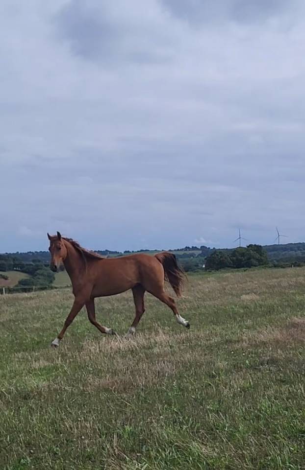 HONGRE SELLE FRANCAIS ALEZAN 2 ANS