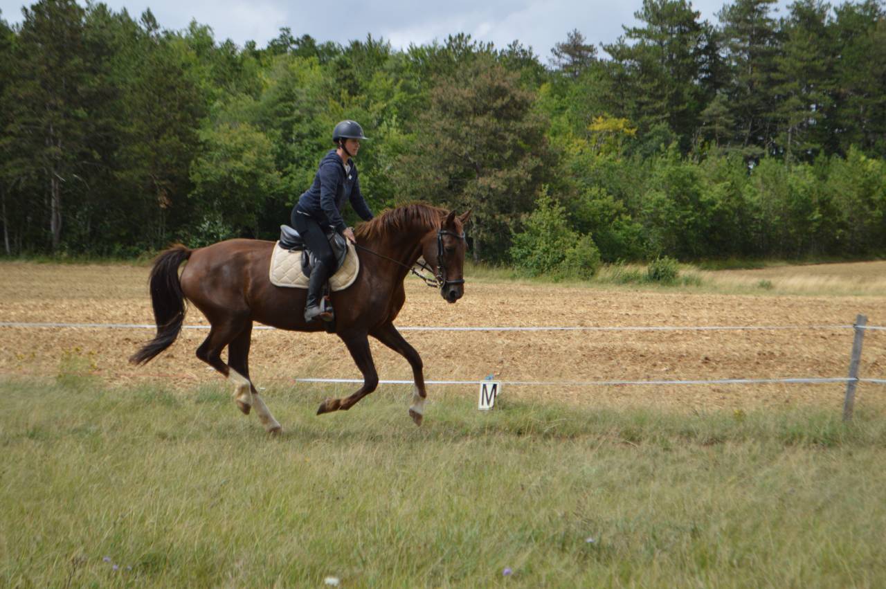 Pension pré, travail/débourrage
