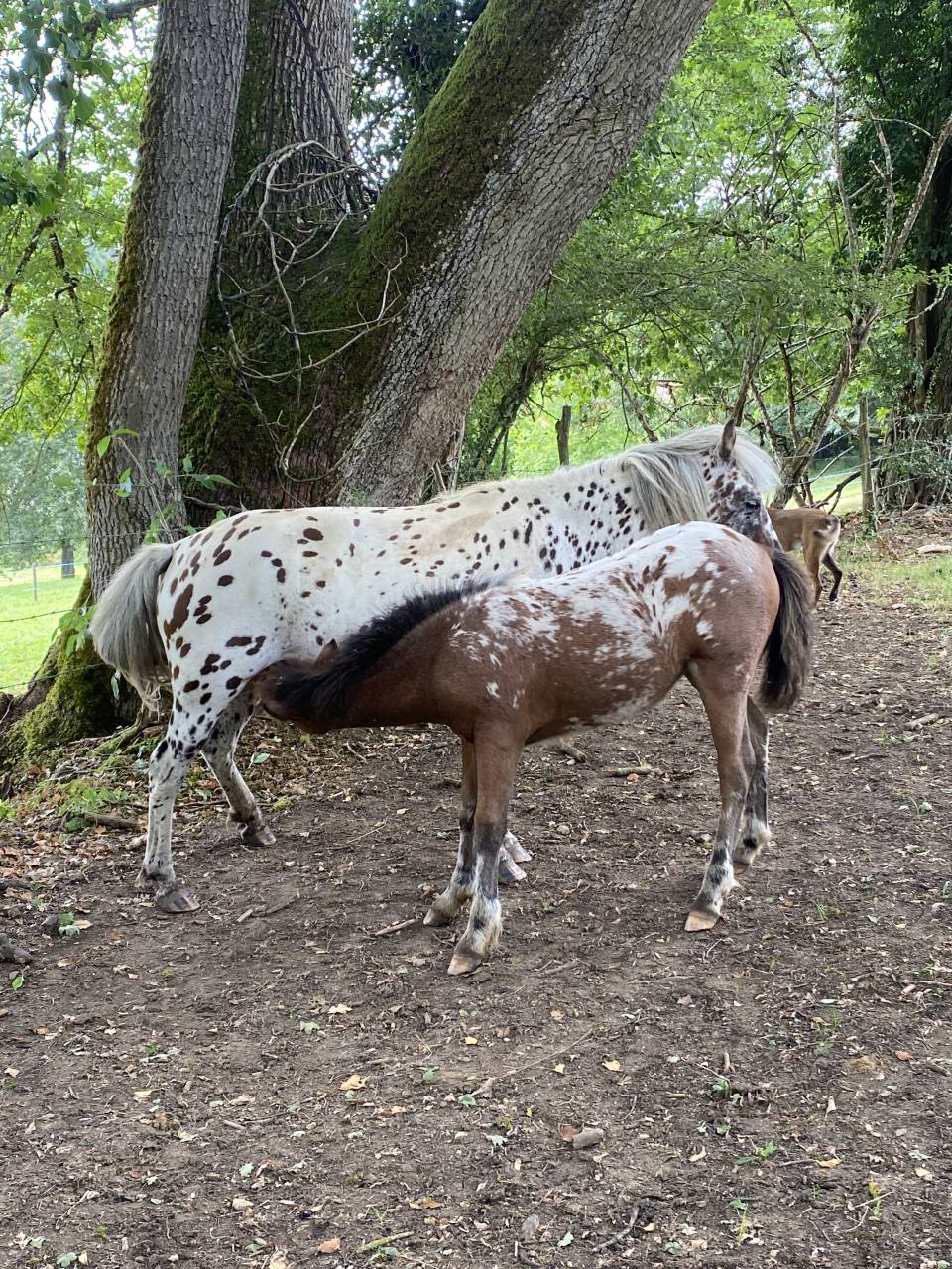 Pension pré, travail/débourrage