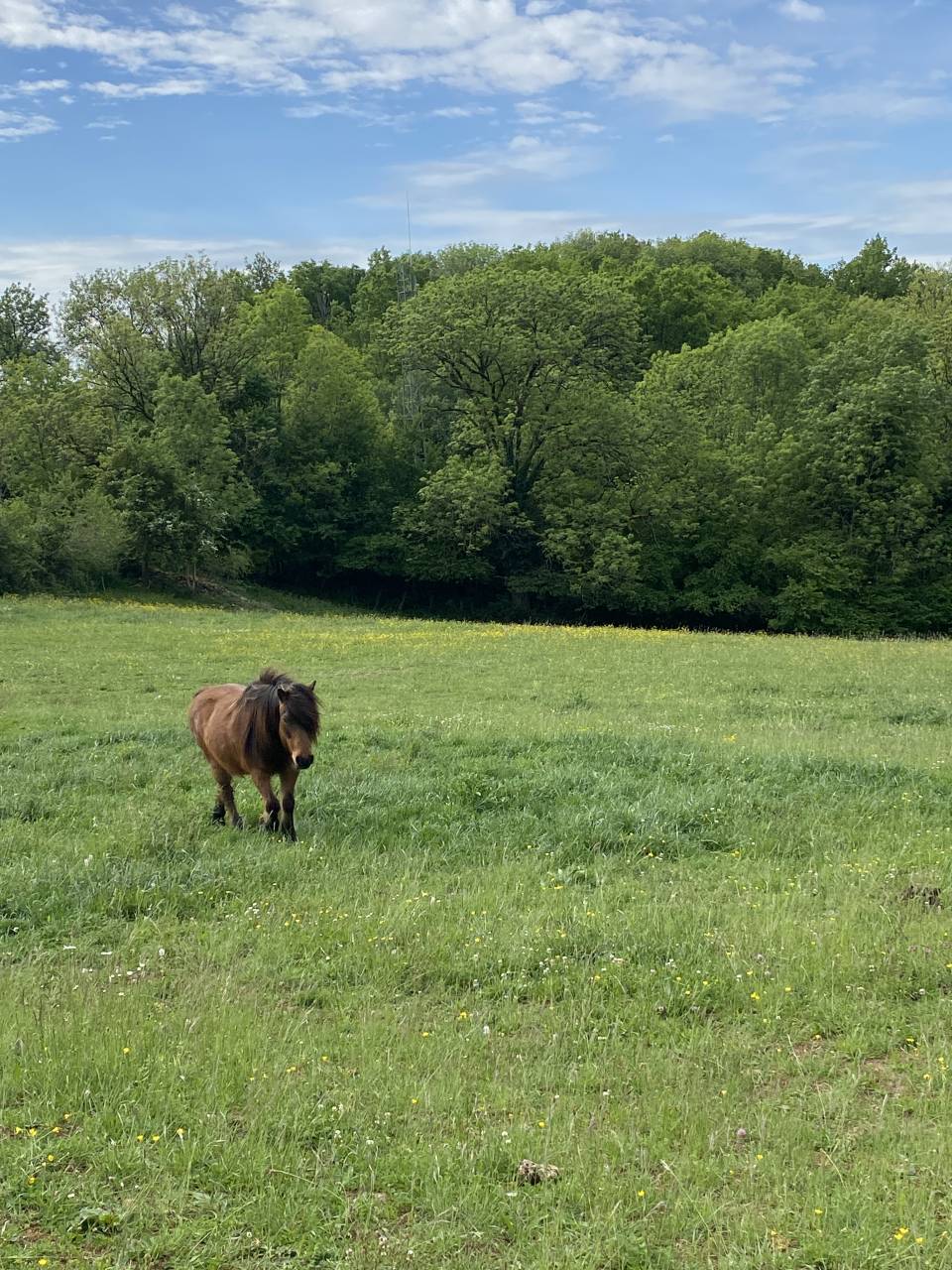 Pension pré, travail/débourrage