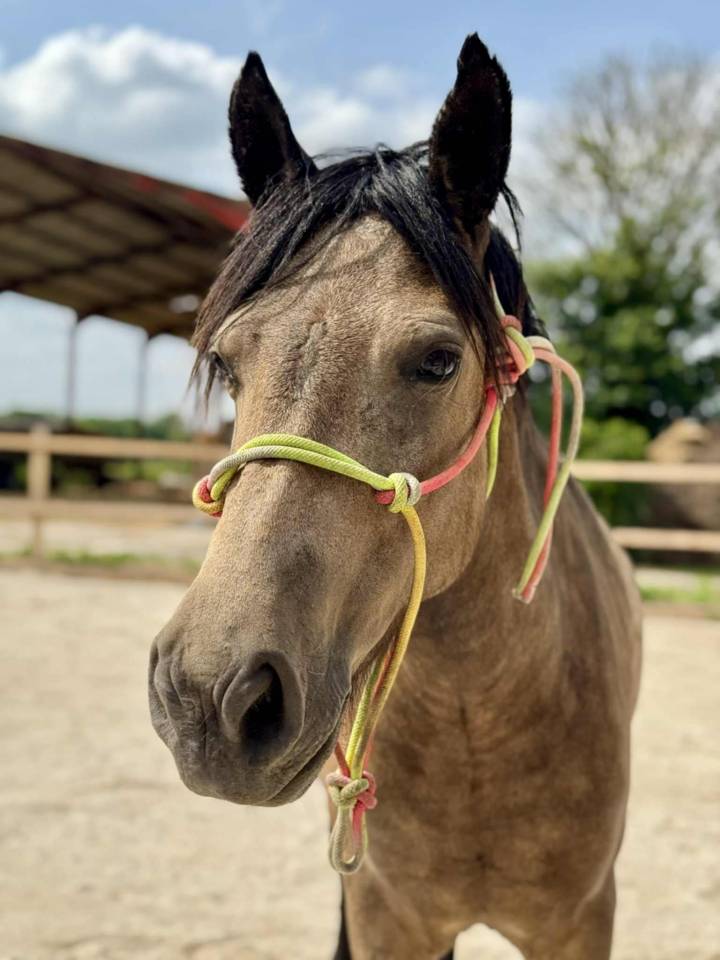Ponette 5 ans 127cm