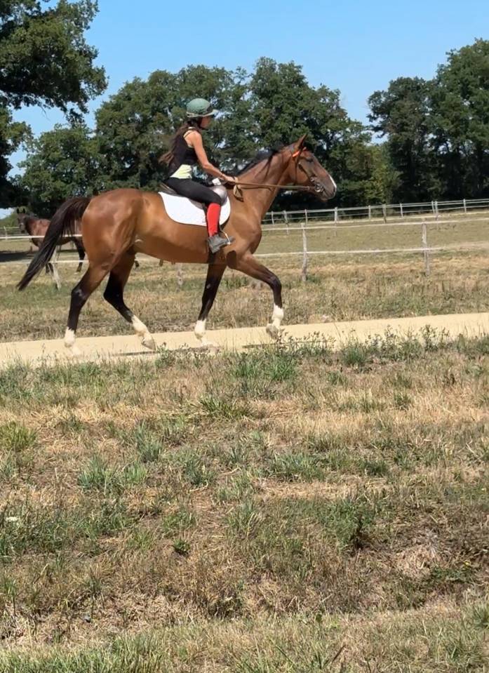 Trotteur Français de 4 ans