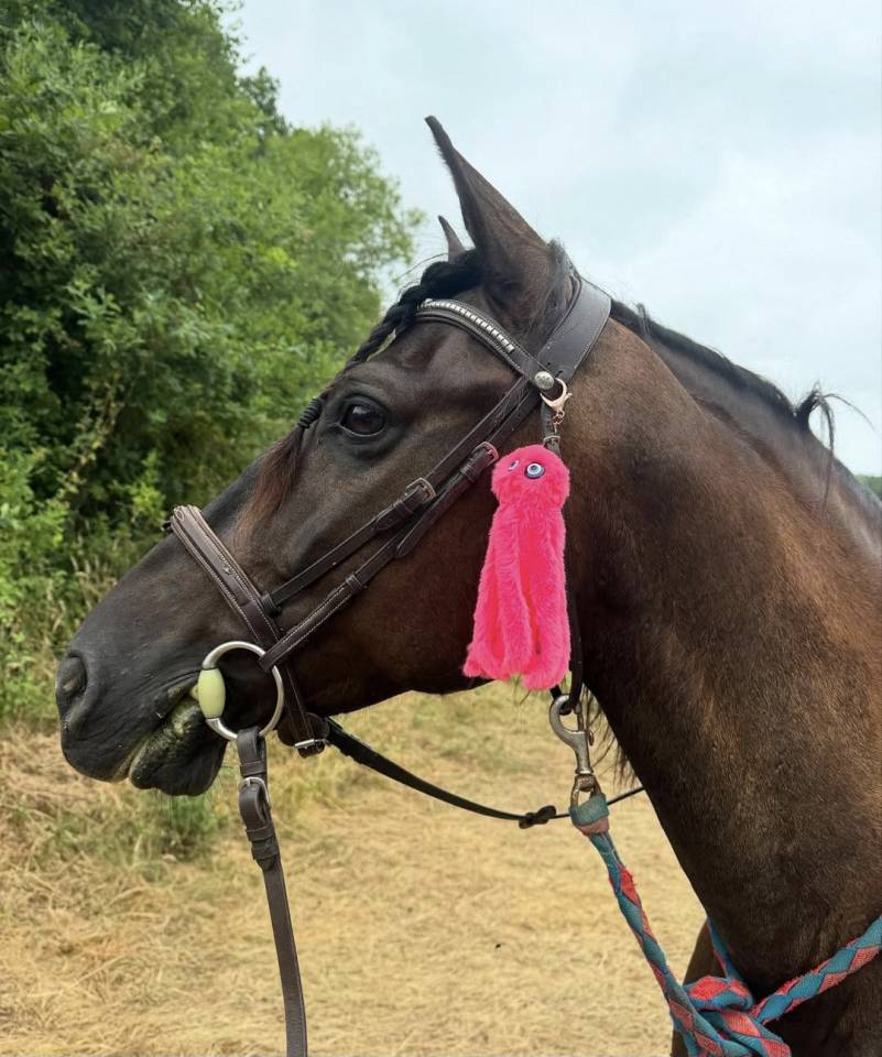  Lirio - Cheval à vendre noir pangaré