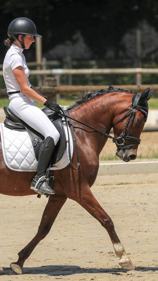 Ponette de dressage 6 ans