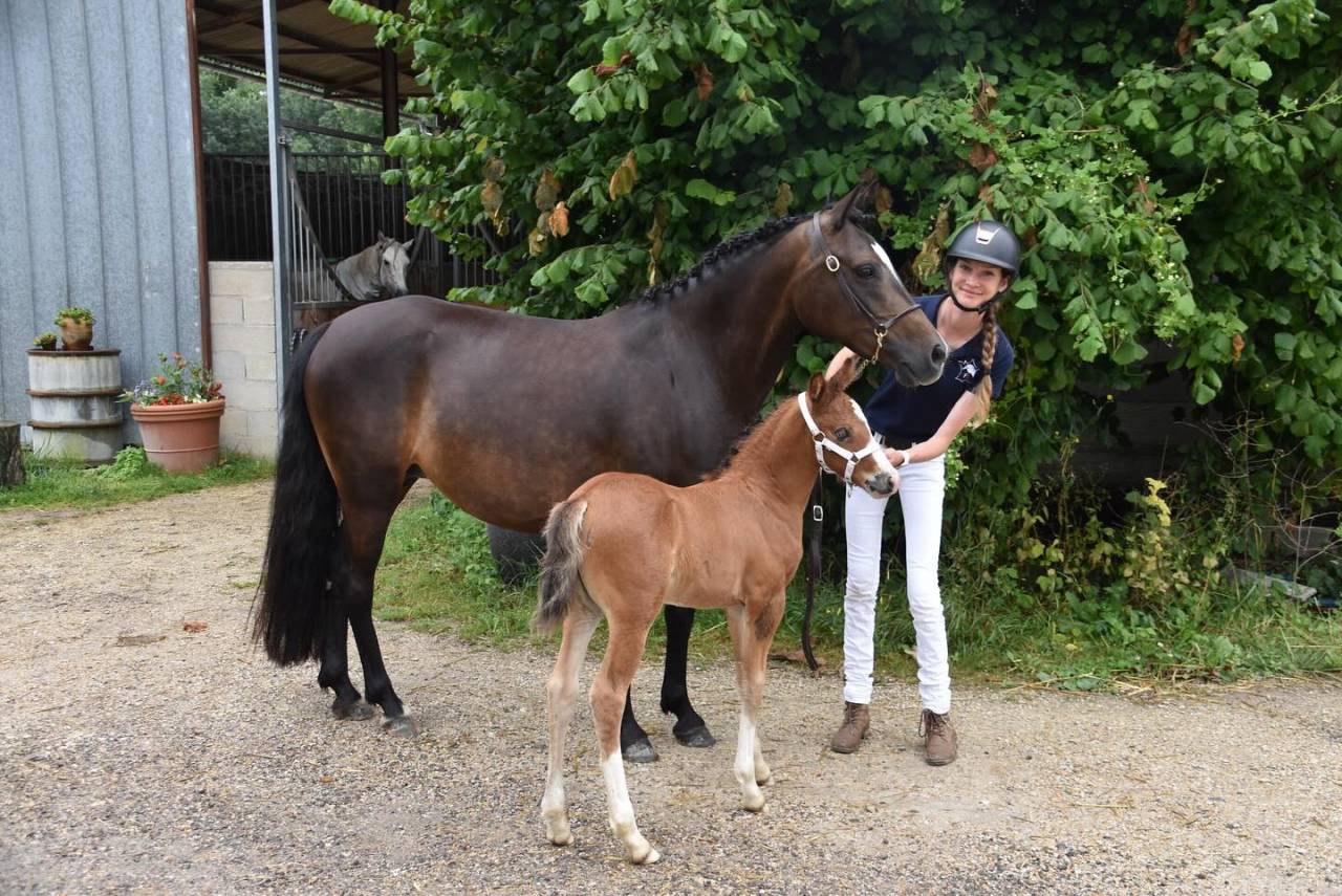A VENDRE, YEARLING CHAMPION DE FRANCE