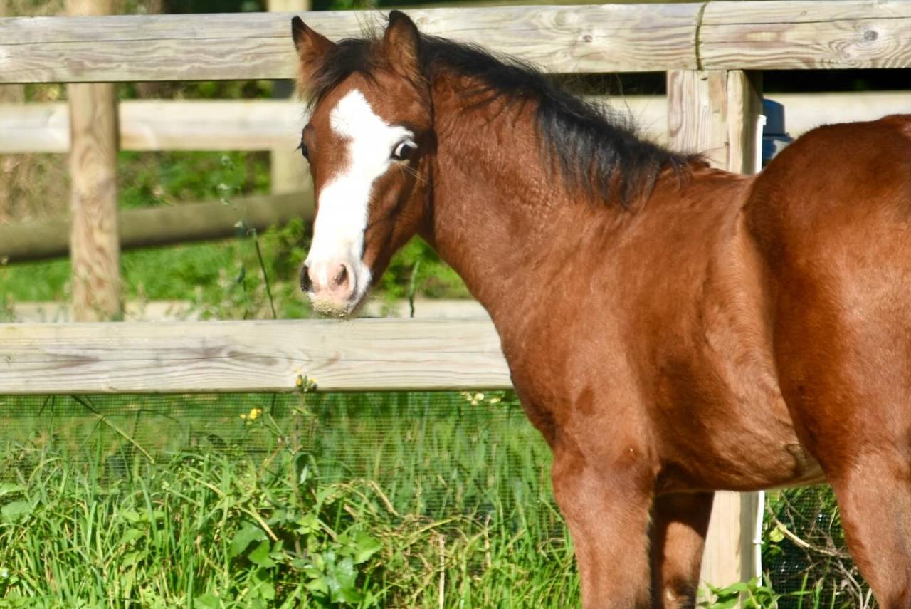 A VENDRE, YEARLING CHAMPION DE FRANCE